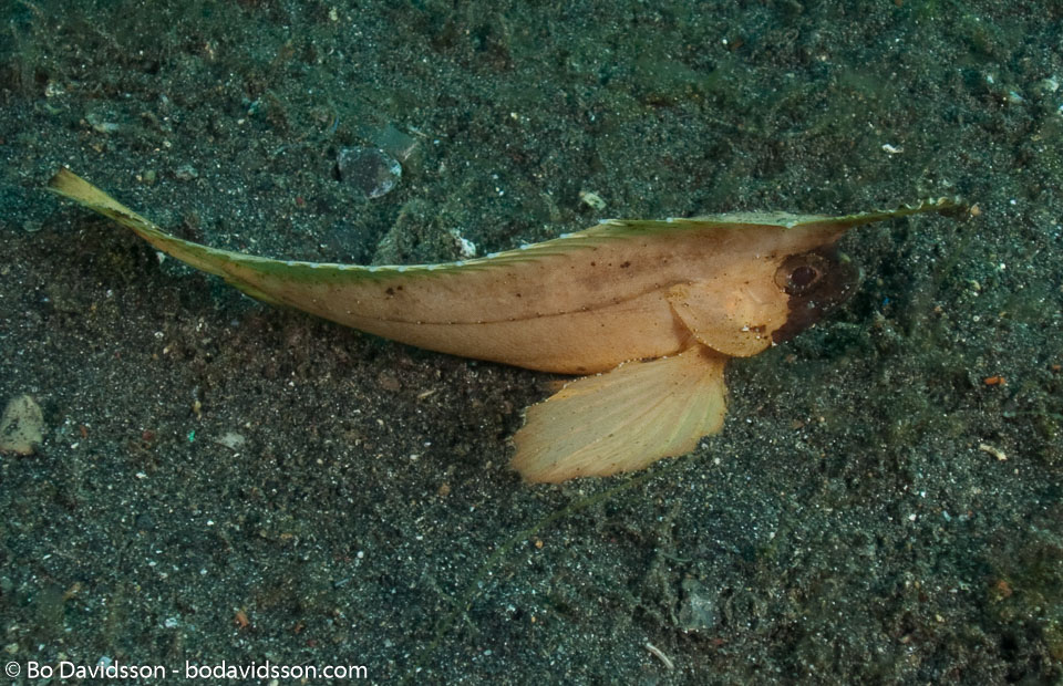BD-090925-Lembeh-9253795-Taenianotus-triacanthus.-Lacepède.-1802-[Leaf-scorpionfish].jpg